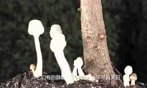 小小的魔方奇妙无穷还是奥妙无穷-奥妙无穷